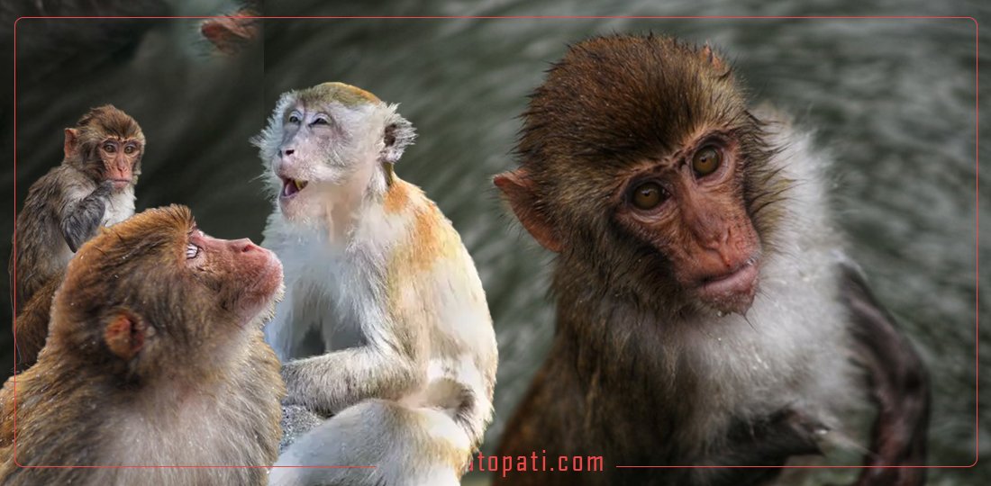 Arghakhanchi Appoints 20 Monkey and Wild Boar Monitors to Protect Crops