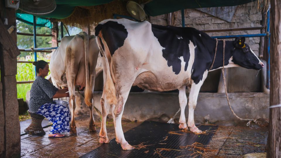 Cash incentives to increase milk production