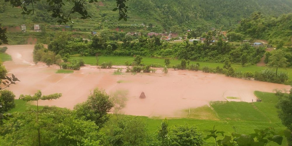 Flood causes huge loss in Nuwakot paddy farm