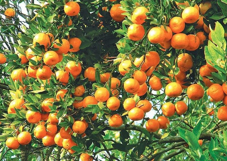 Oranges worth Rs 290 million produced in Tanahu last year