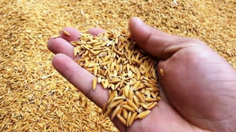 Duduwa rural municipality starts producing rice seeds