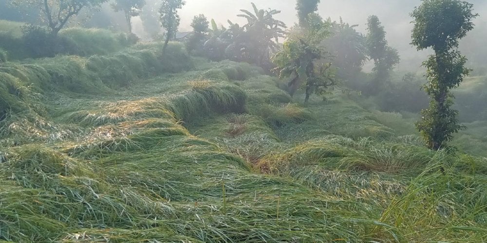 Hailstone damages harvest time paddy