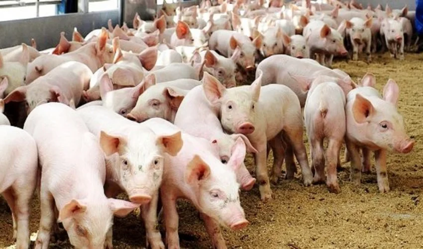 African Swine Fever confirmed in pigs in Lalitpur