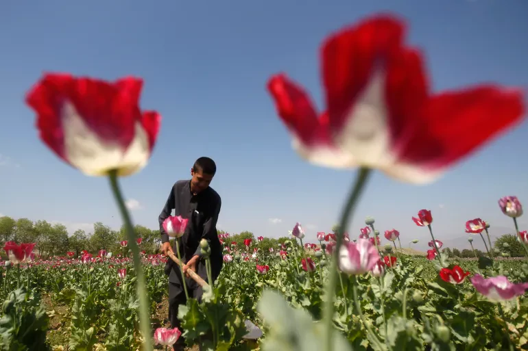 Afghan farmers grow poppies despite Taliban’s ban