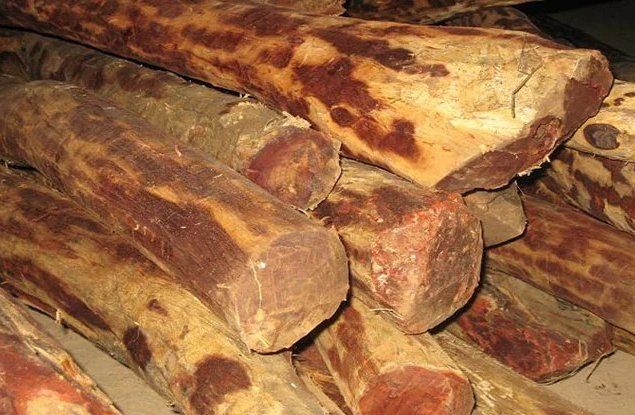 Over 40,000 kgs of nearly rotten red sandalwood found in Sindhupalchowk