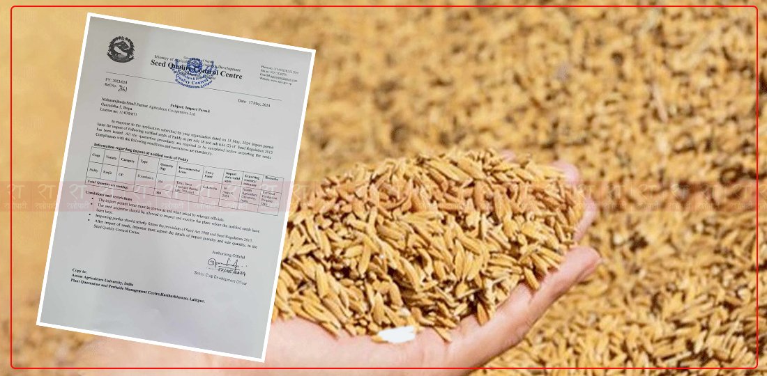 Controversy Over Legitimizing Imported Indian Paddy Seeds