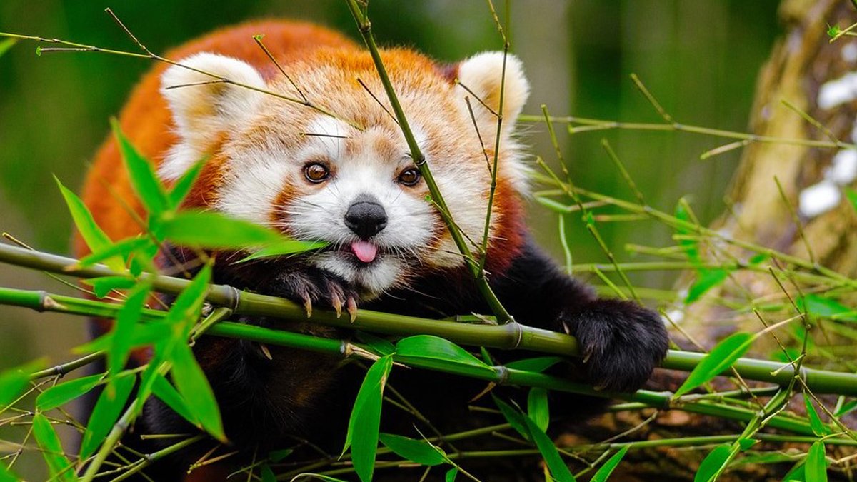 More red pandas spotted in Jaljala, Muna and Mareni areas in Dhawalagiri