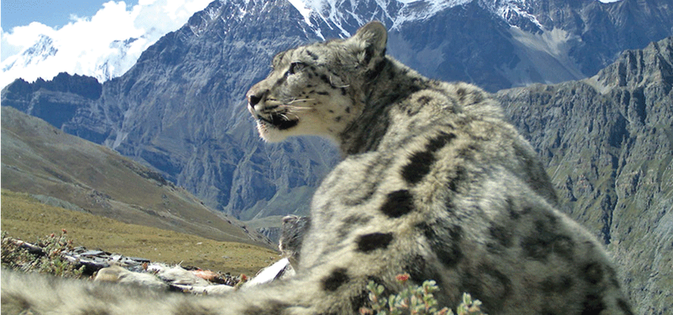 Snow leopards kill yaks in Kanchanjungha area