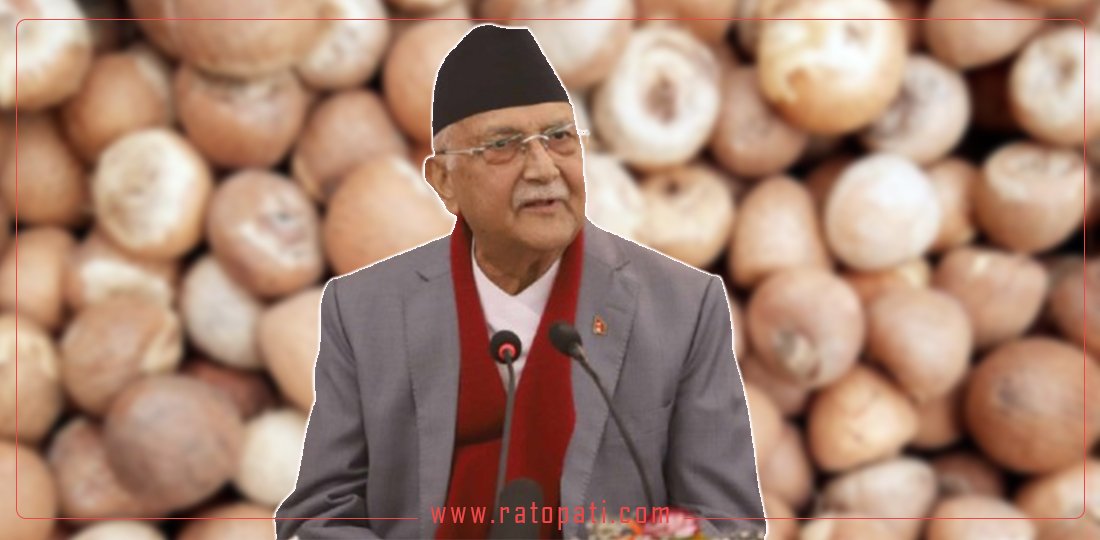 Betel nut import opens, Oli government's 'connection' exposed!