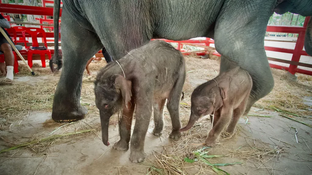 Rare twin elephants born in Thailand 'miracle'