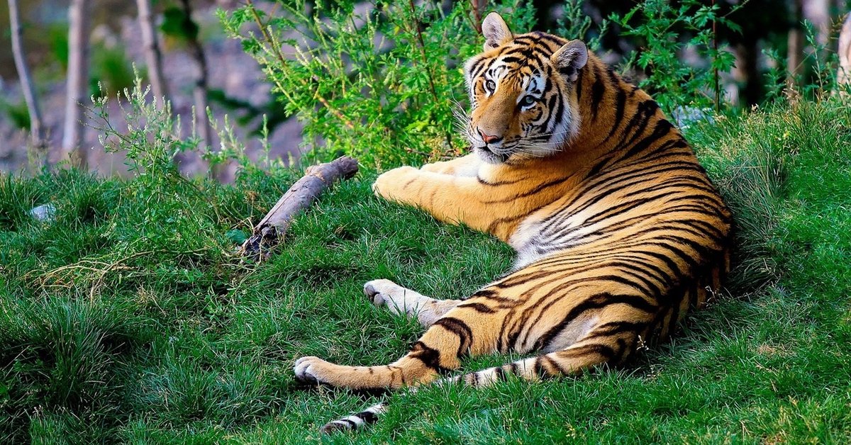 'Tiger conservation contributes to eco-tourism, economic gains'