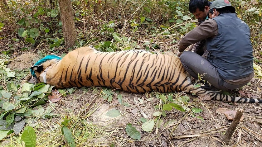 30 tigers dead in seven years