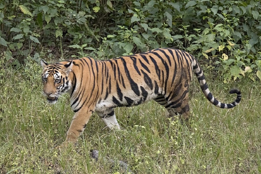Parsa National Park sees most increase in number of Tigers