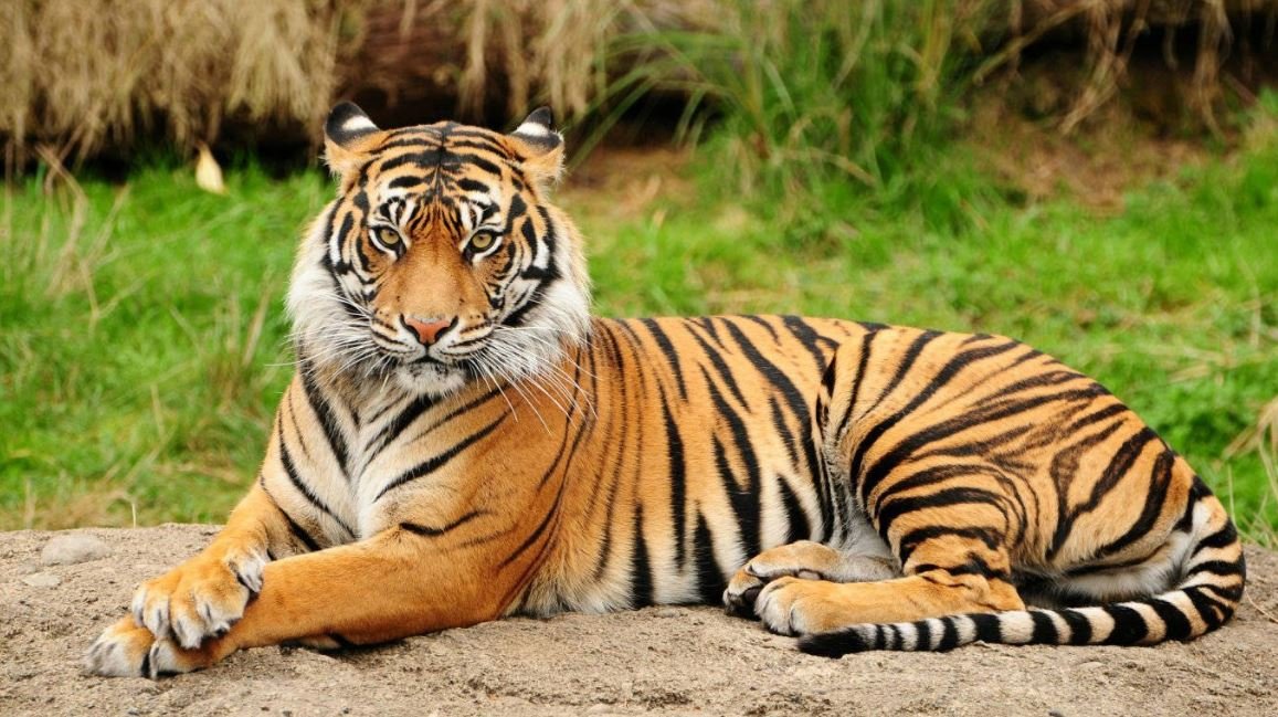 Global Tiger Day being observed today