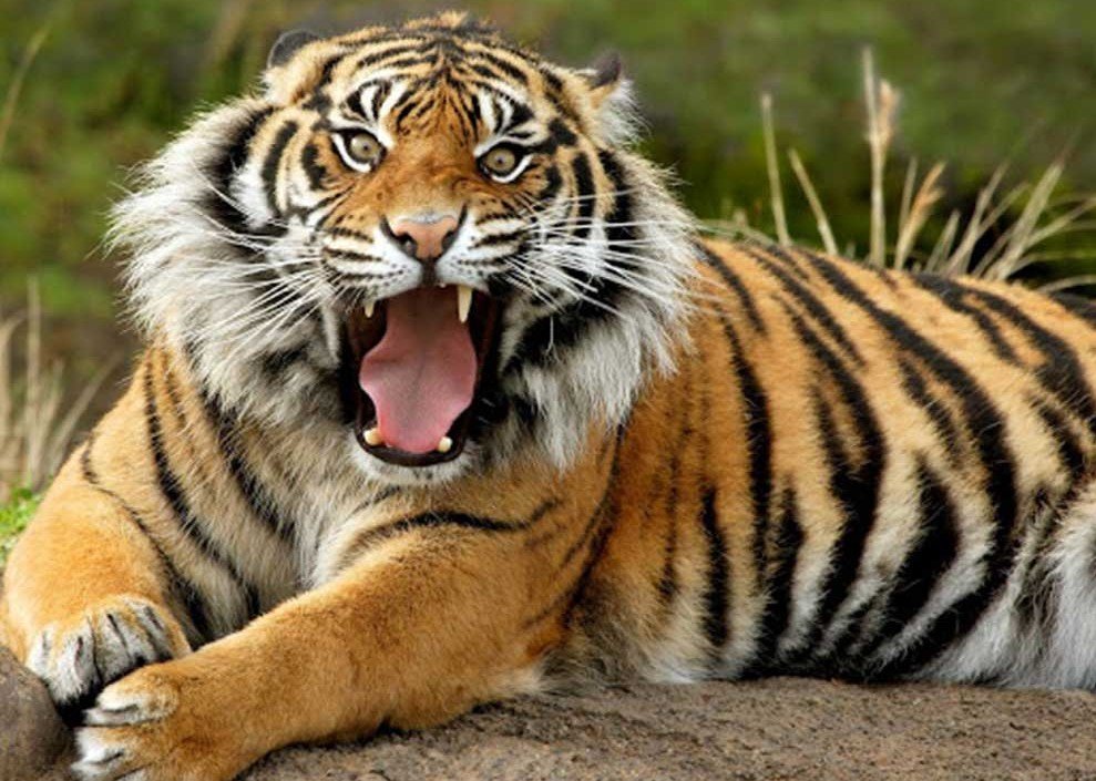 Tiger kills man in Nawalparasi