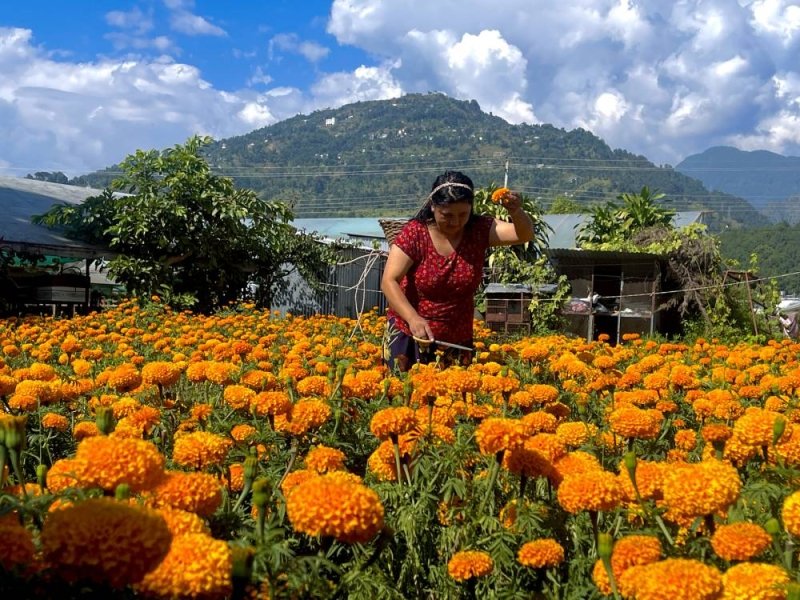 Tihar Flora Expo concludes with turnover of Rs 10 million