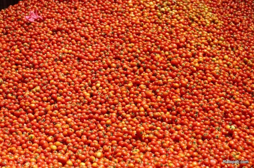 Price of tomatoes drops to Rs 45 per kg