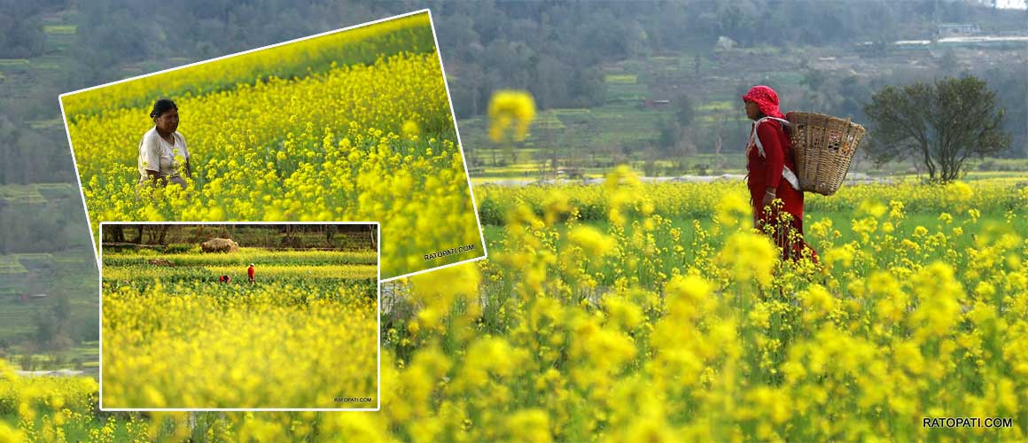 IN PICS: Mustard flower in full bloom in Khokana