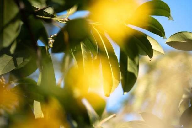 Can trees save Kathmandu from heat?