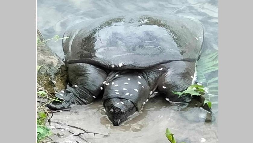 Critically endangered 'black softshell' turtle found in Betana