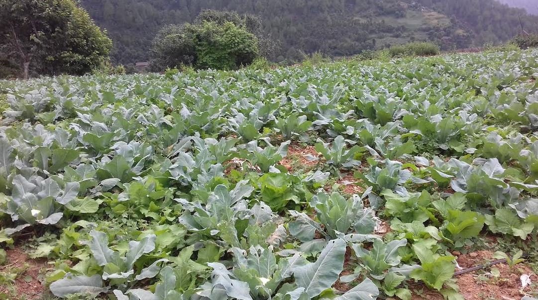 Road obstruction leads to vegetables rotting in Darchula