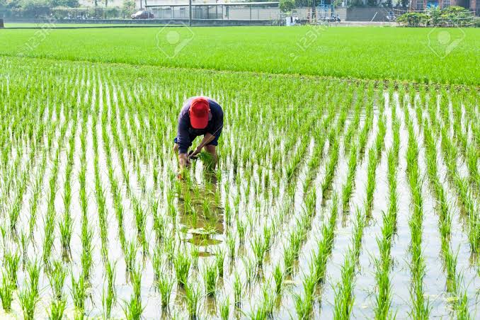 79% paddy transplantation completed so far this year