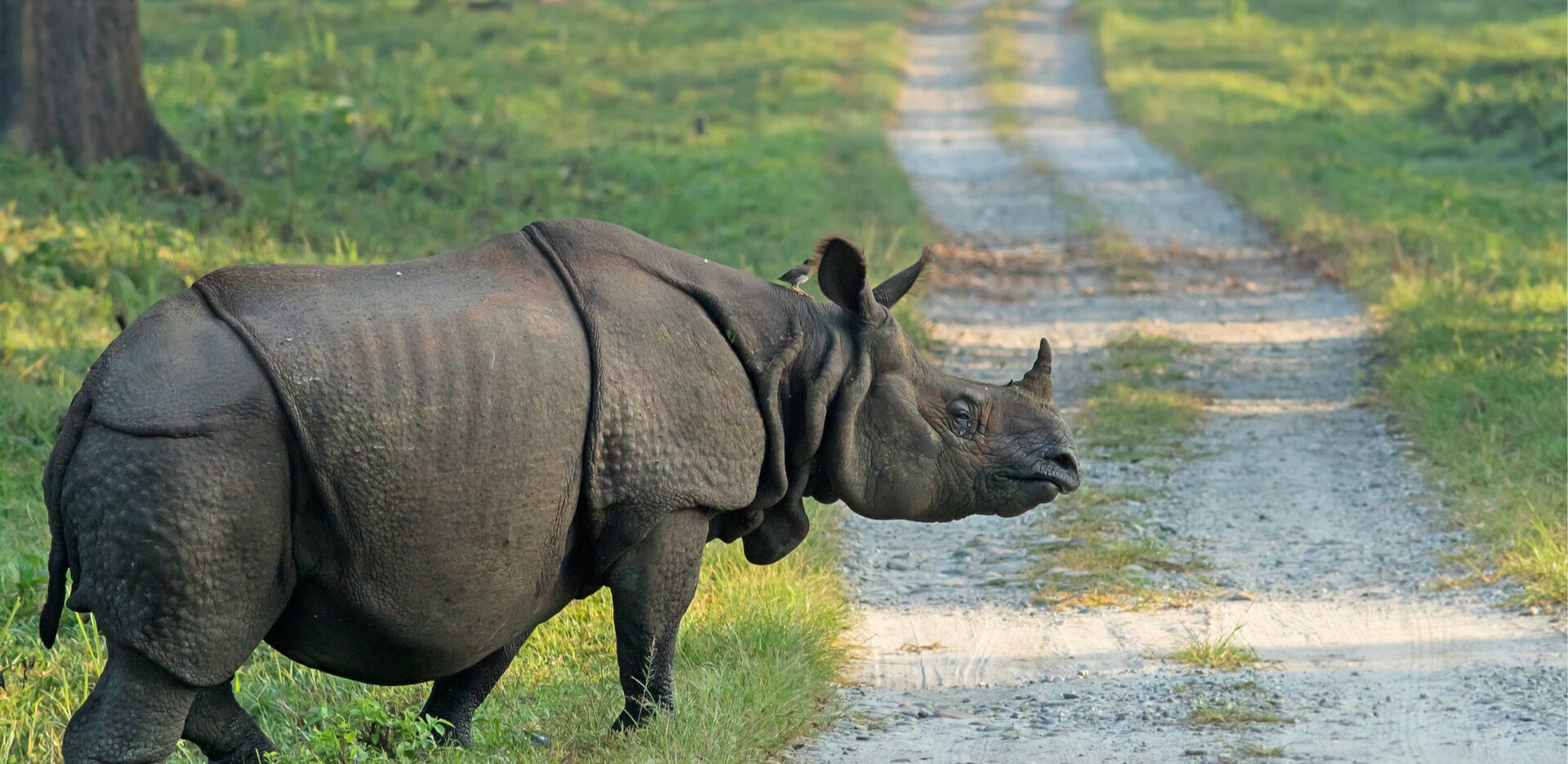 Rhino Dies from Electric Shock in Chitwan