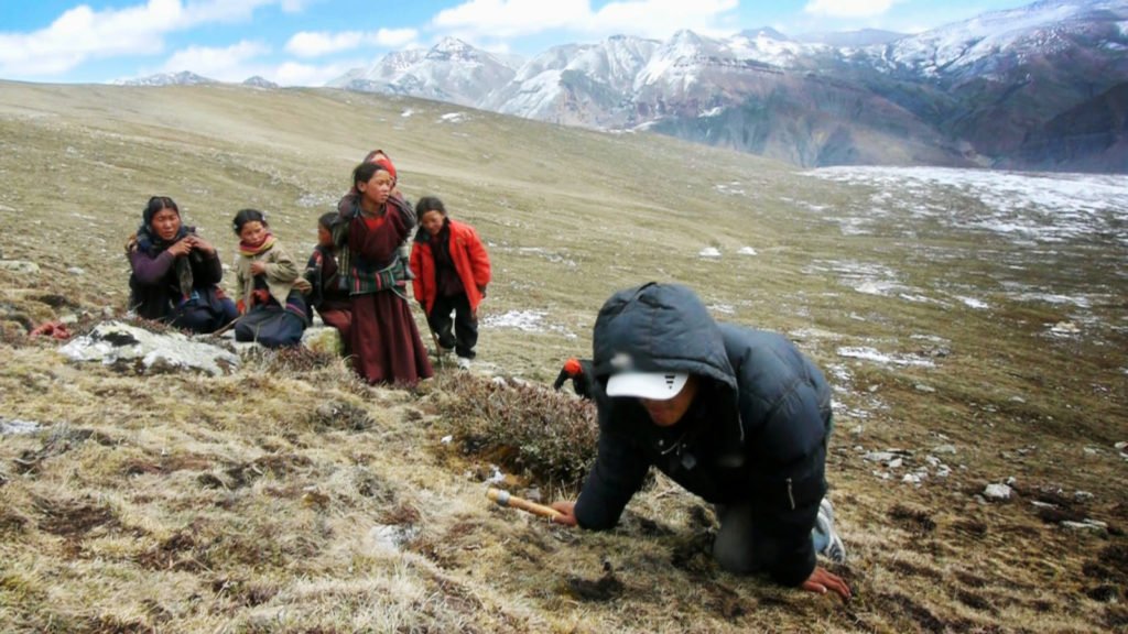 Nepal's Herbal Treasure: Tapping into the Potential of the Himalayas